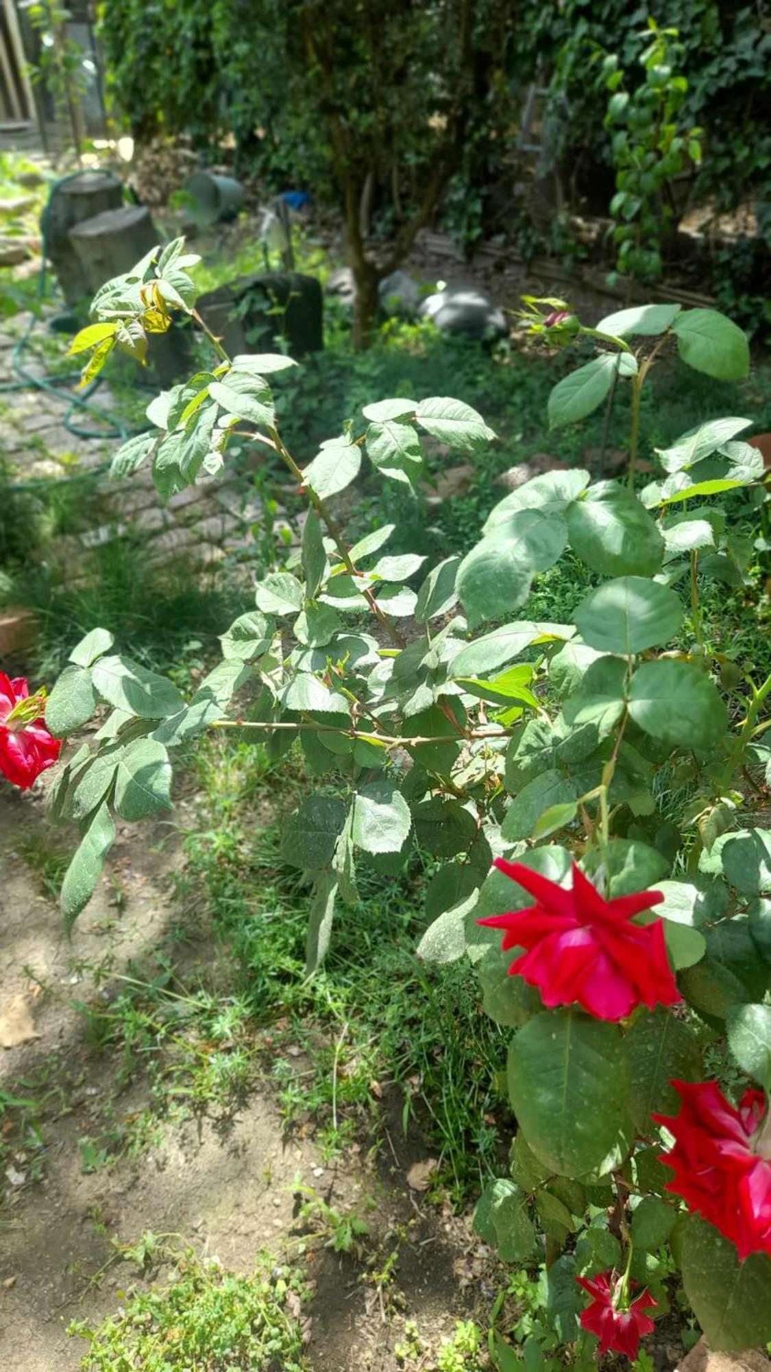 Gardens In Vake, Tbilisi Hotel Luaran gambar
